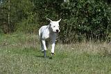 DOGUE ARGENTIN 040